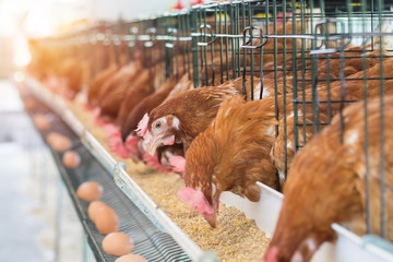 List of Ukraine Animal feed wholesalers