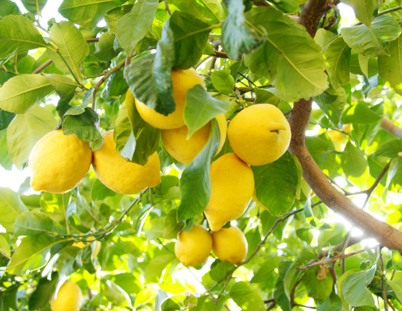 Namibia Fresh Lemon Importers List