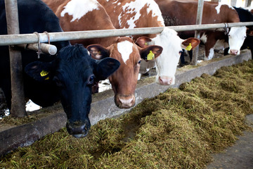 Greece Animal feed wholesaler list