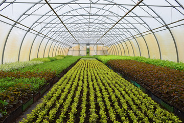 List of Ukraine Plant nursery wholesalers
