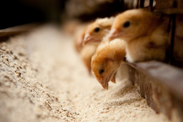 Animal feed store in Romania, HS Code 2309