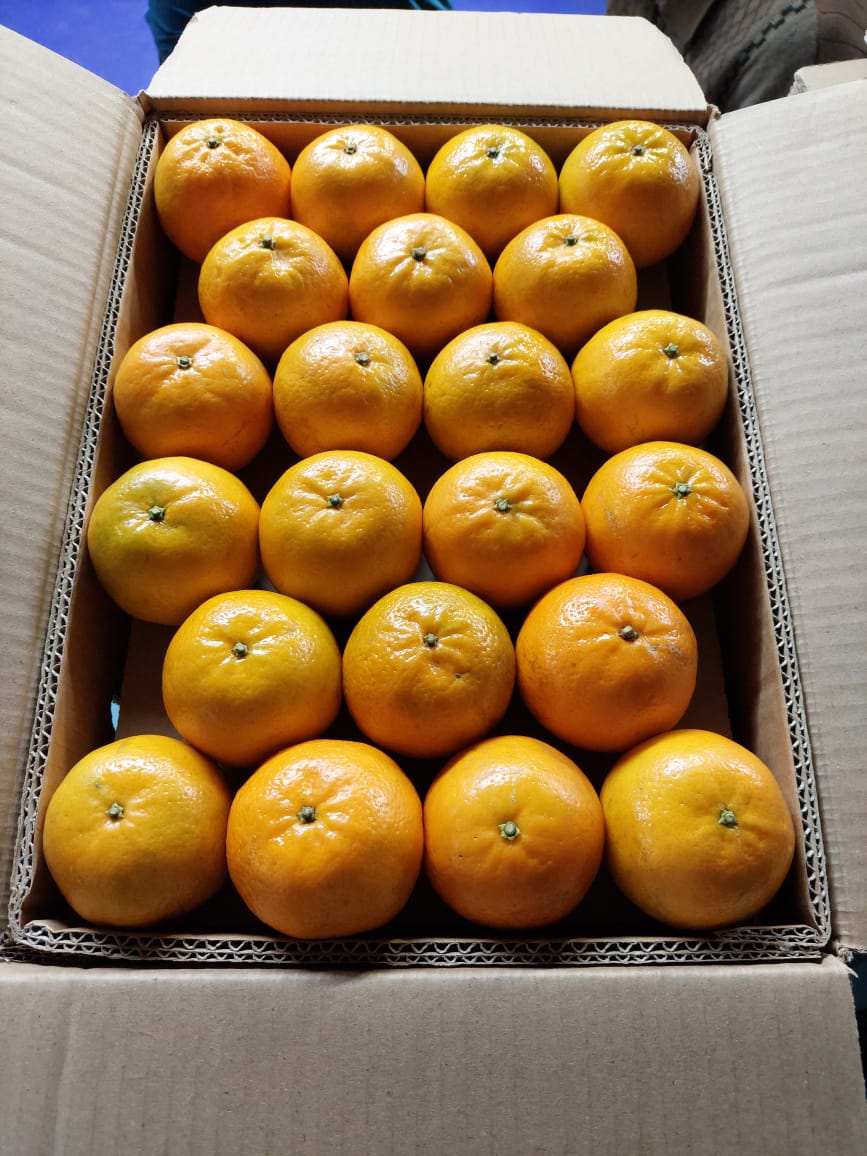 Fresh Oranges Mandarin