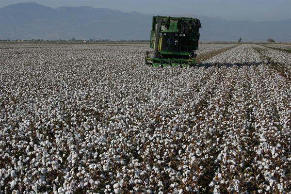 Cotton Seed-Edessa