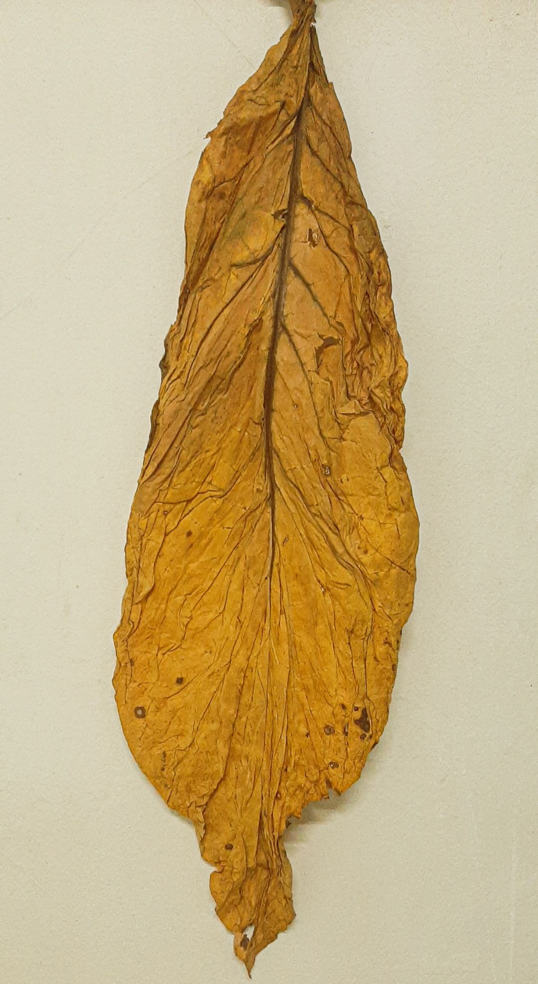 virginia tobacco leaf