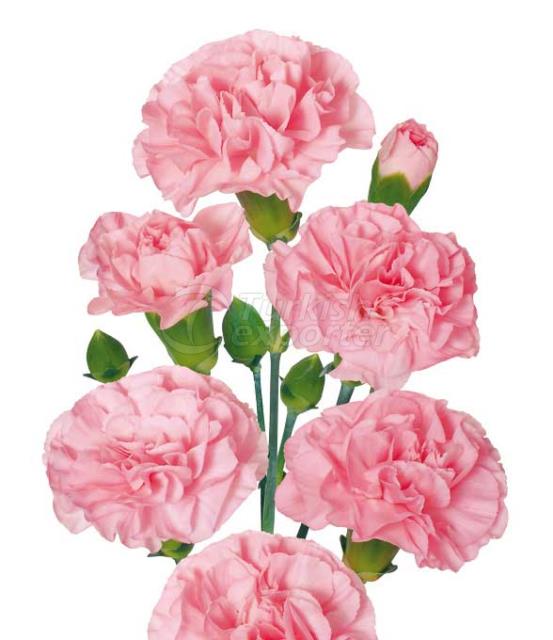 Spray Carnation