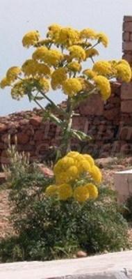 Giant Fennel