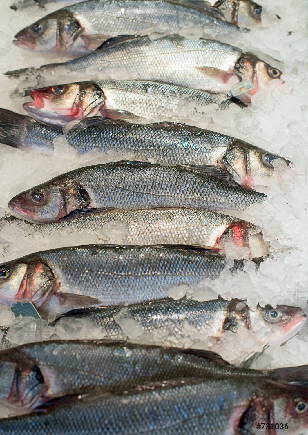 Frozen Fishes