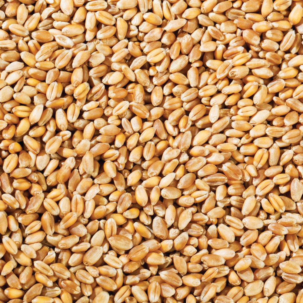 WHEAT