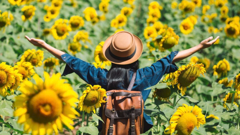 Sunflower Oil