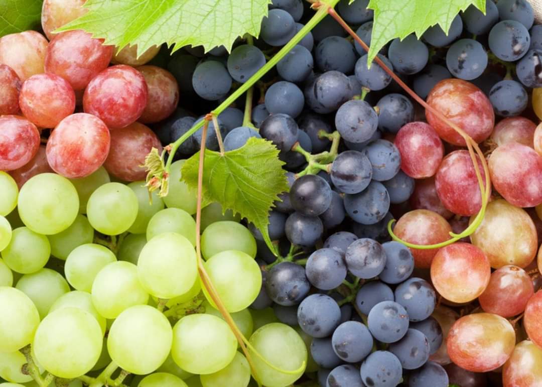 Fresh Grapes 