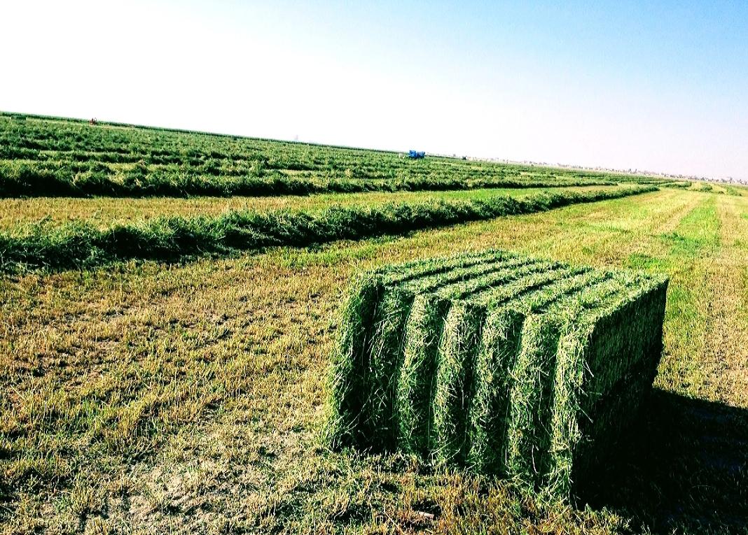 Alfalfa