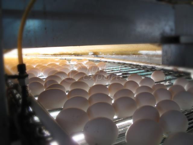 Egg Production