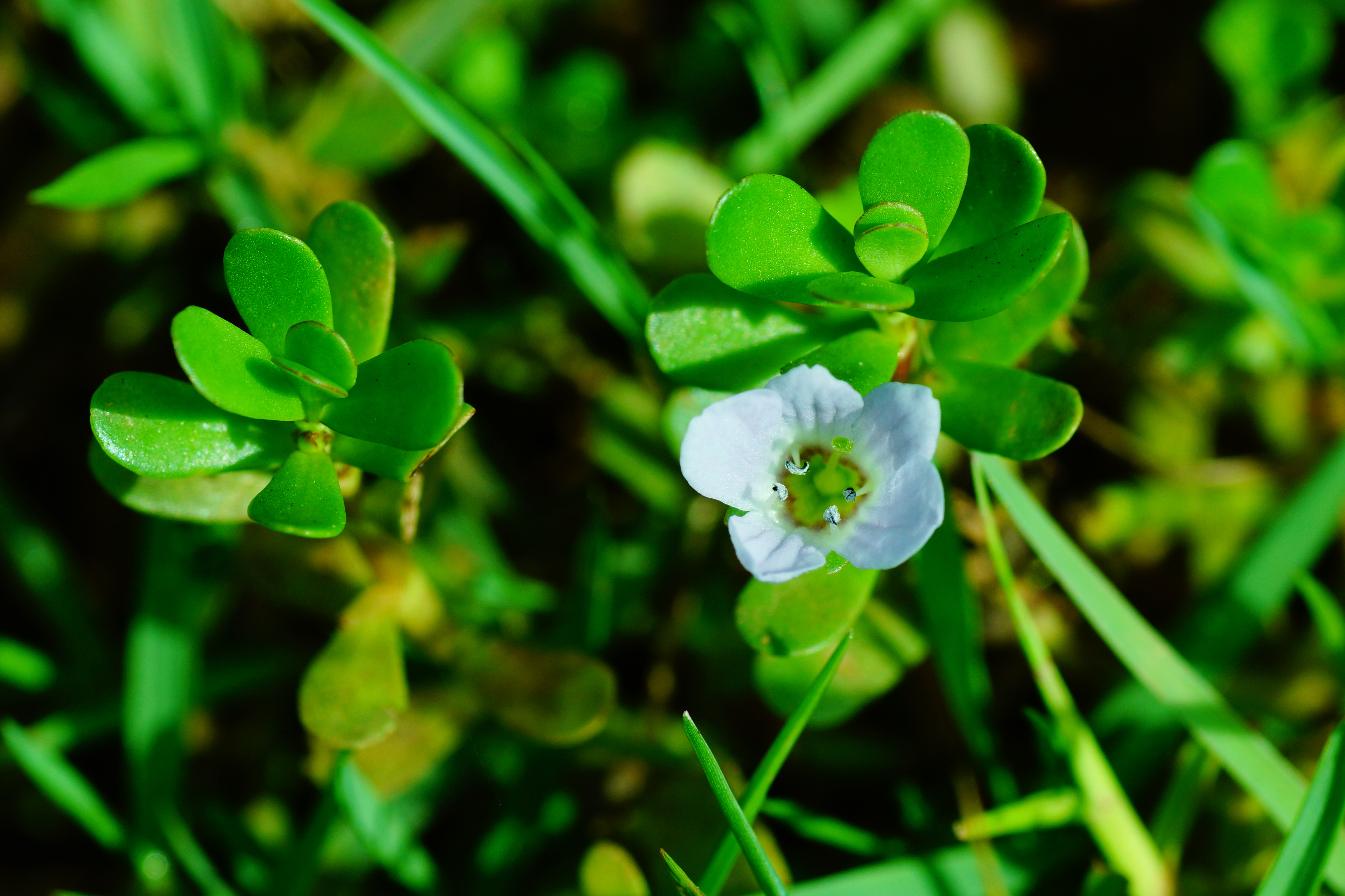 Extrato de Bacopa monnieri