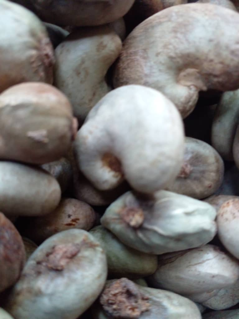 Cashew nut