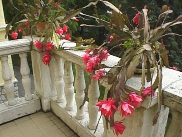 Natural Bioplasm-Ornamental Plants