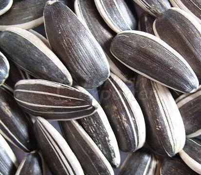 SUNFLOWER SEEDS