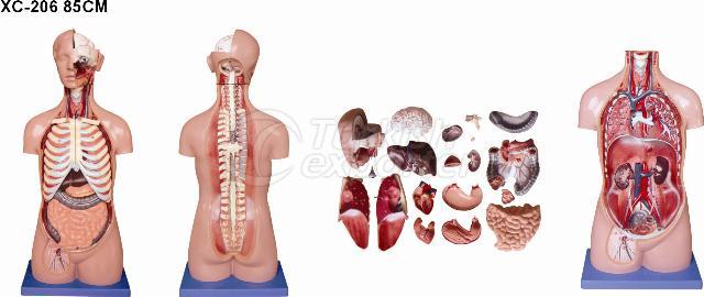 85CM Sexless Torso 20 Parts