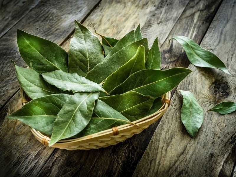 Bay Leaf