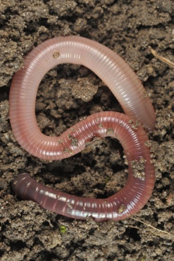 Red California Worm