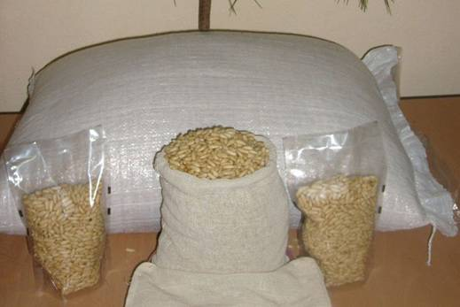 Pine Nut