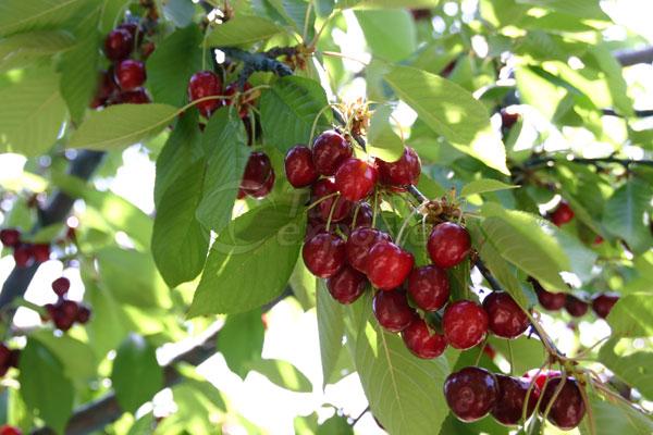 Organic Cherry