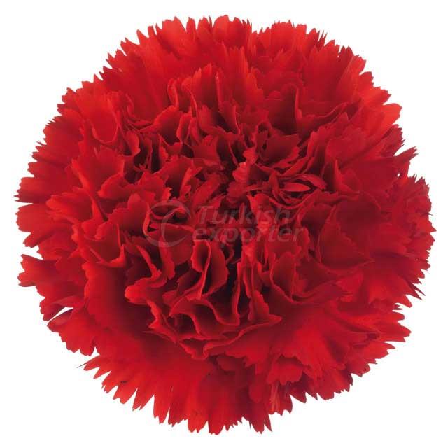 Standard Carnation