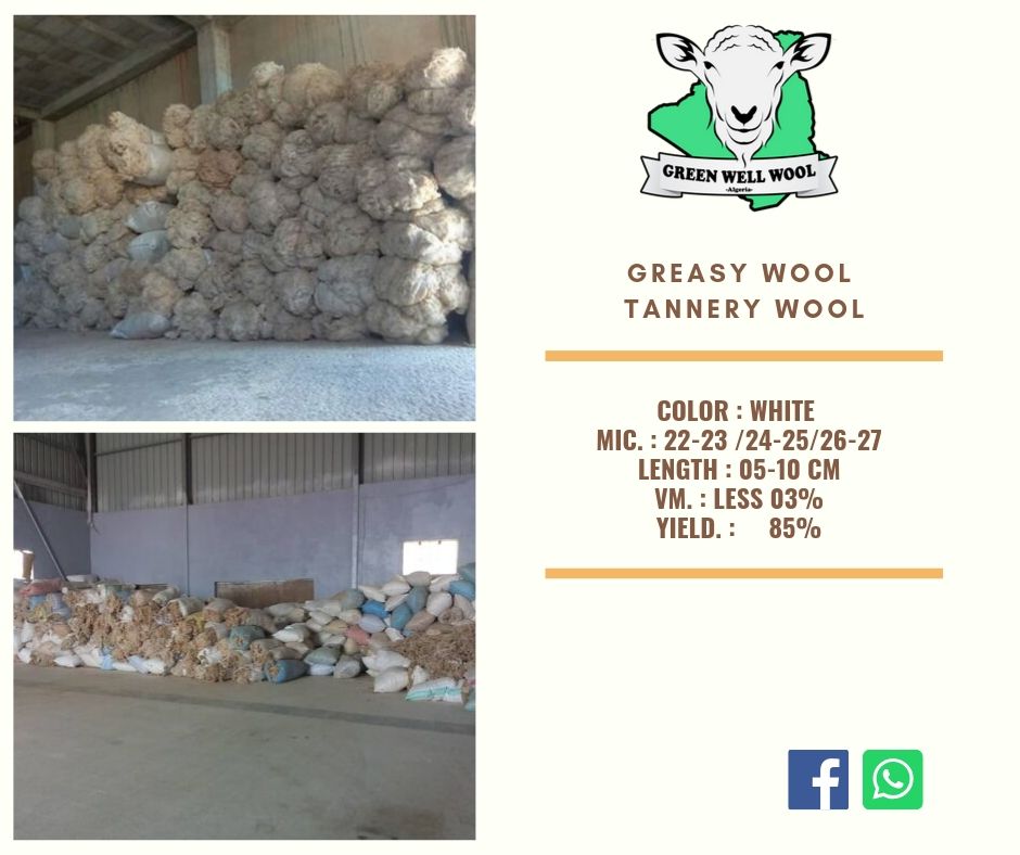 Algerian Greasy Wool 