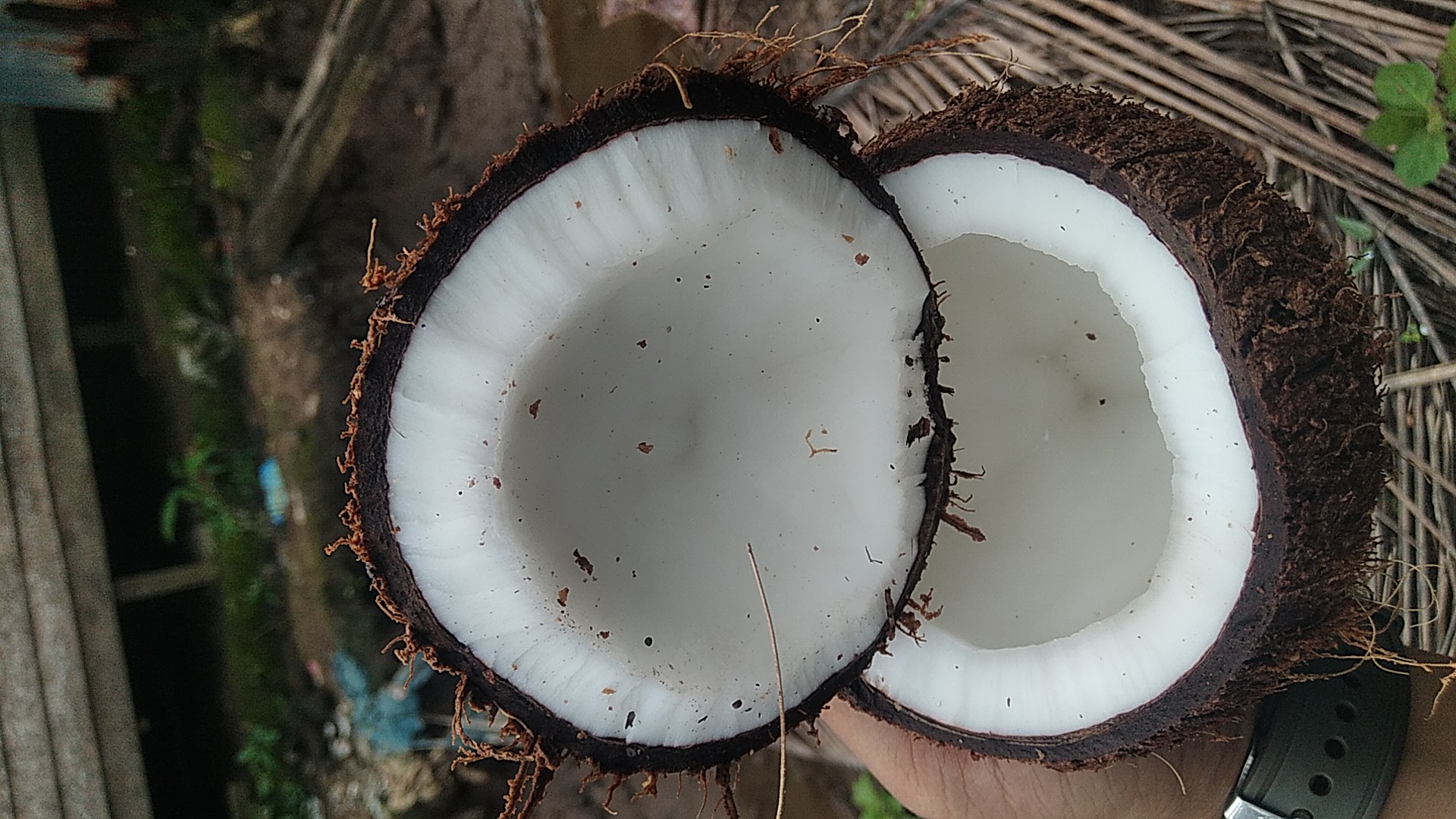 Semi-Husked Coconut