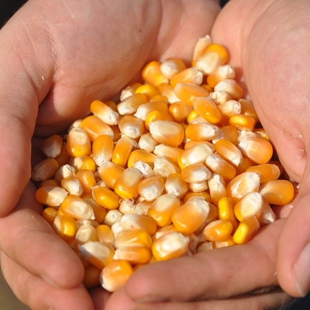 Corn