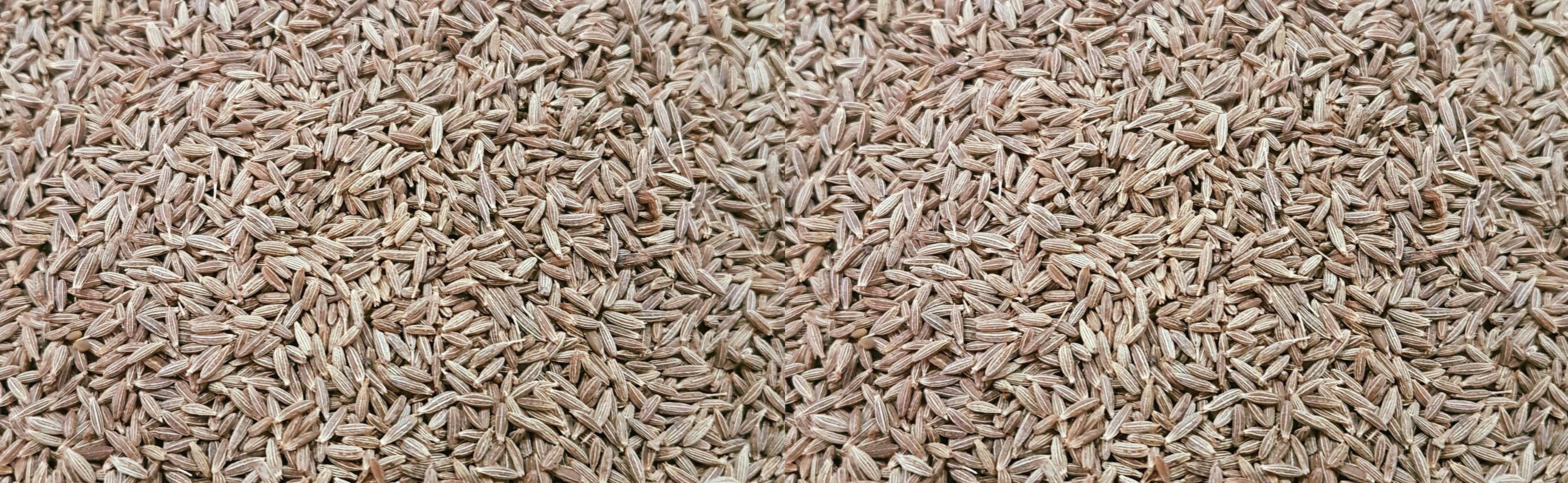 CUMIN SEED