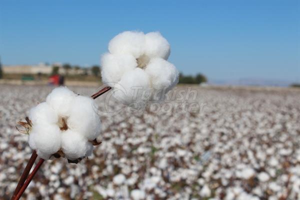 Cotton Seed-Carisma