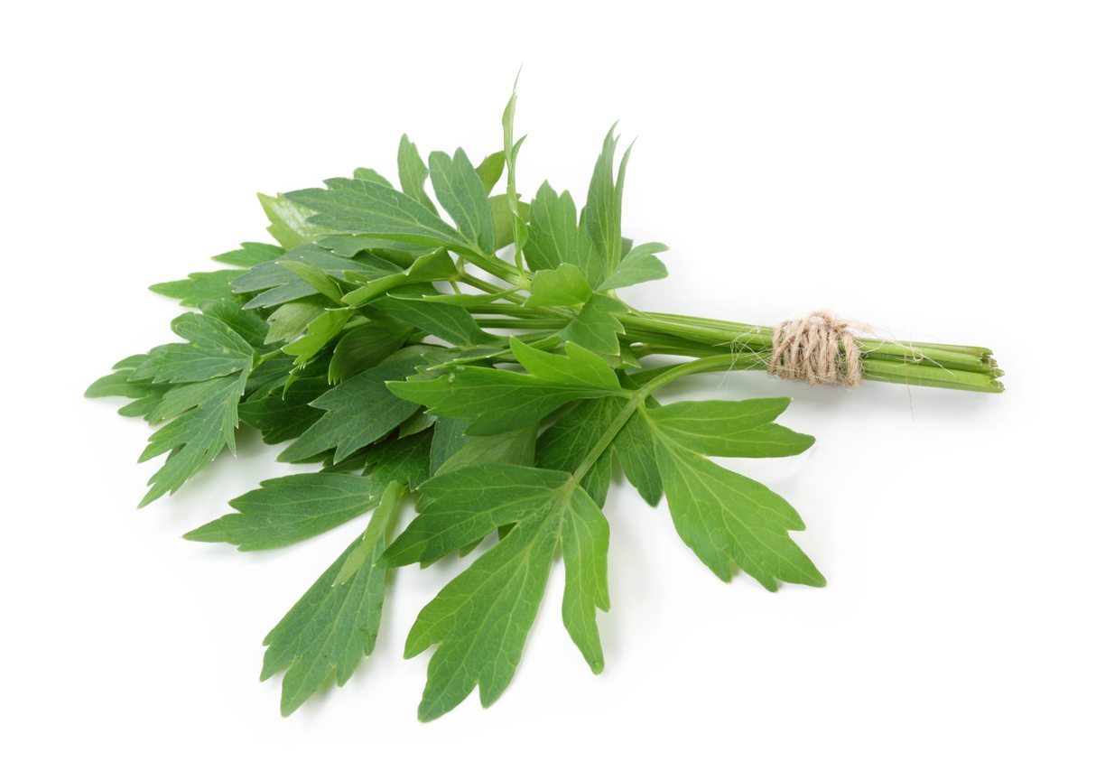 Lovage