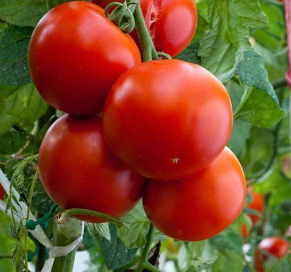 Tomato