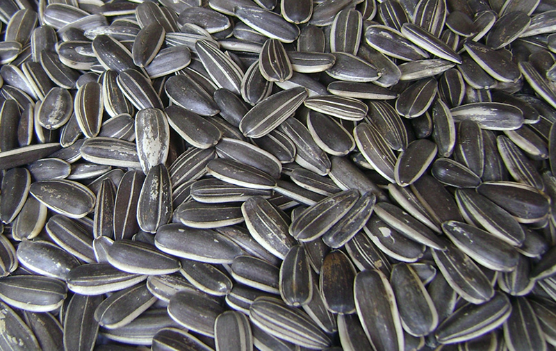 Sunflower Seeds