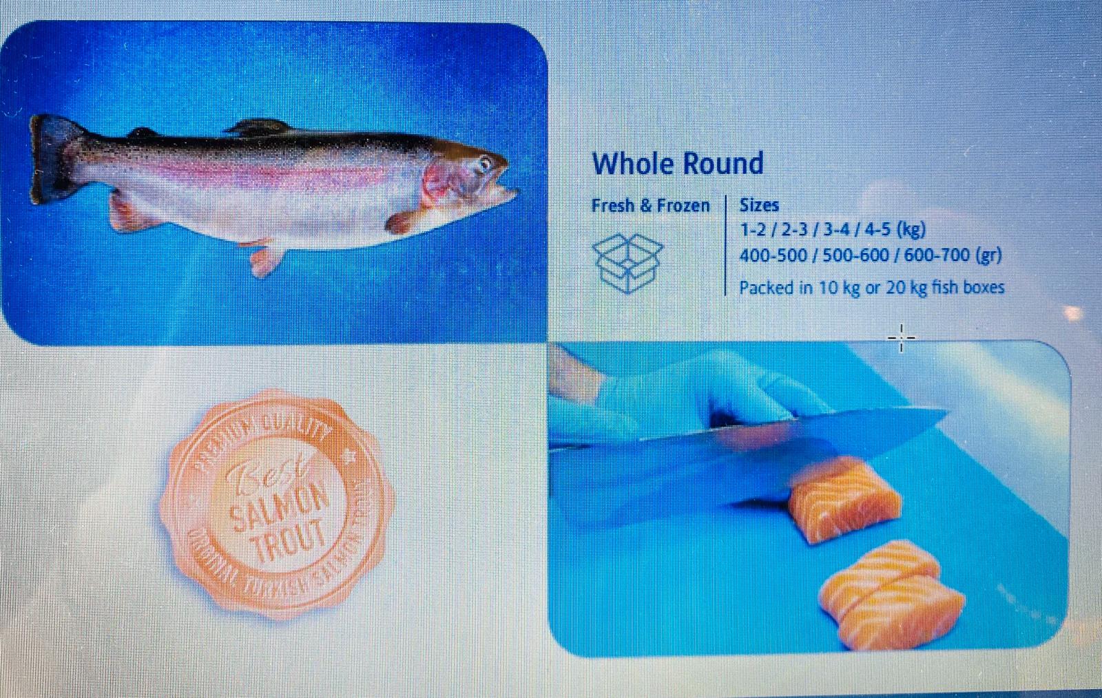Freezed&Fresh Fish 