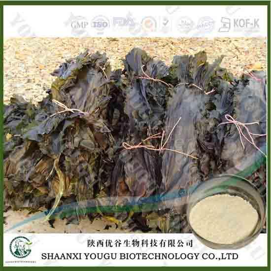 Brown Seaweed Extract Fucoidan