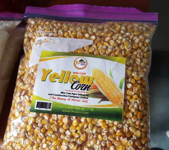 Yellow Maize