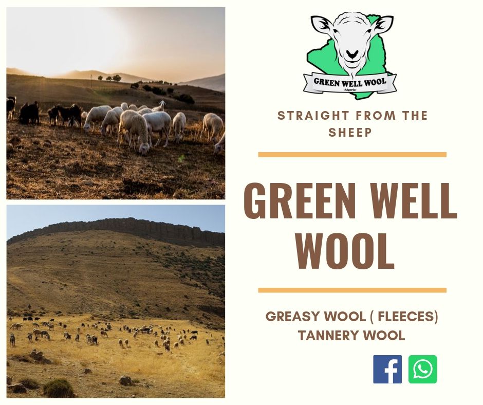 Algerian Greasy Wool 