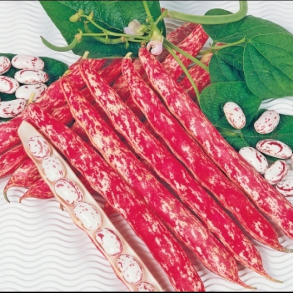 Beans