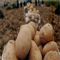 Potato Agria