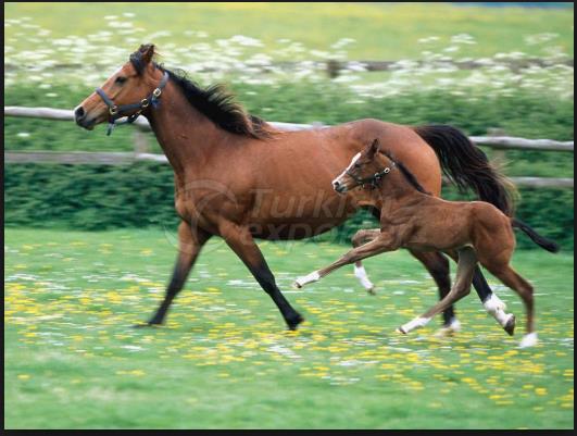 Non-Stop Digestive For Foal