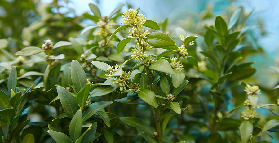 Bay Leaf