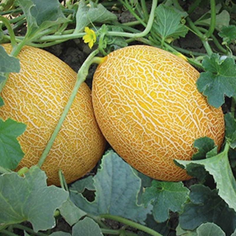 Melon