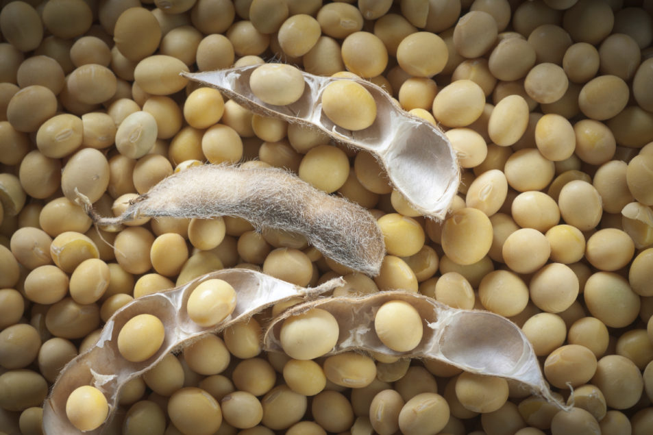 SOYBEANS