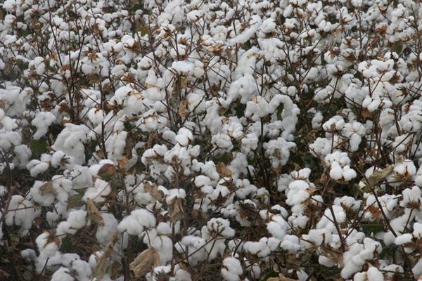 Cotton Seed-BA 525