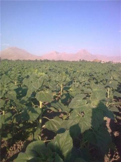 Natural Bioplasm-Sunflower Seed