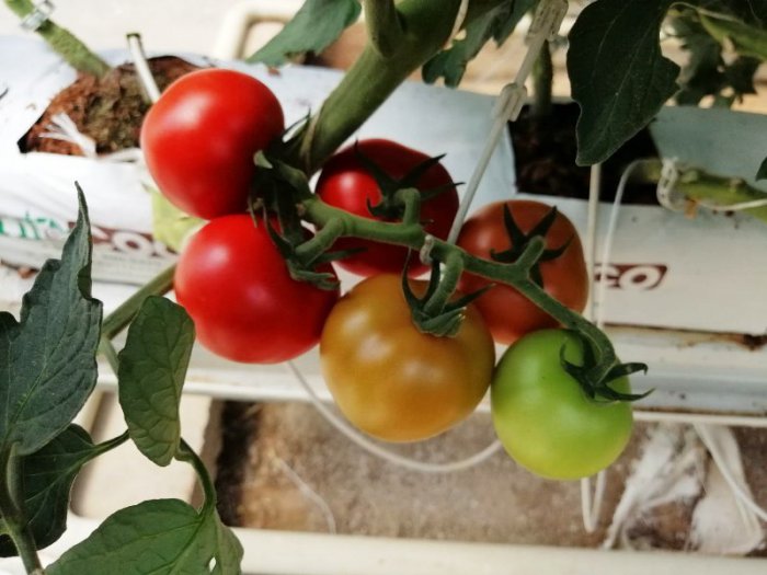 Hormone-Free Tomato 003