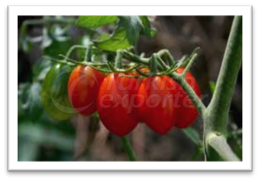 Candy Tomatoes