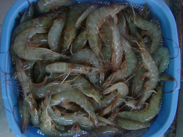 Vannamei Shrimp