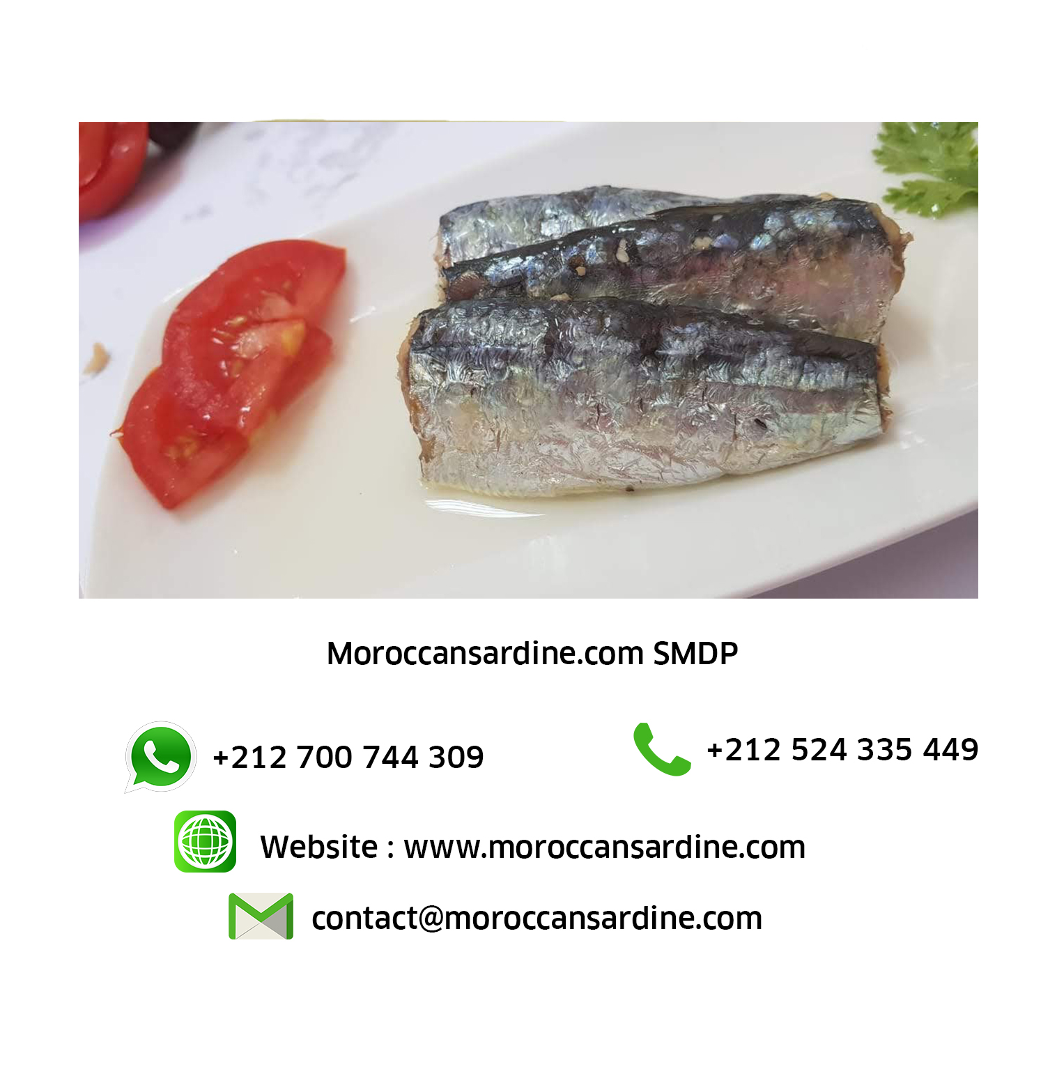 Moroccan sardines export 